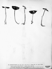 Mycena pura image